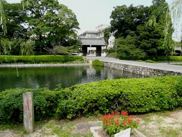 母校西条高校が17ぶりの甲子園出場_f0127675_418192.jpg