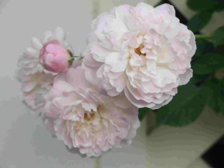 d0099791_1031857.jpg