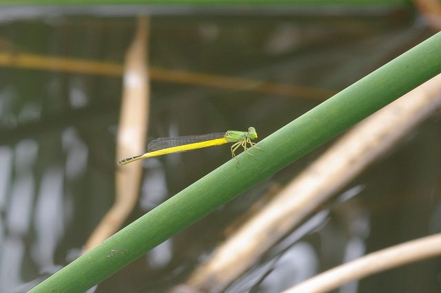 e0070891_18281044.jpg