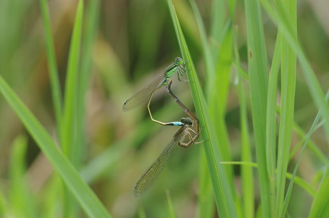 e0070891_18344219.jpg