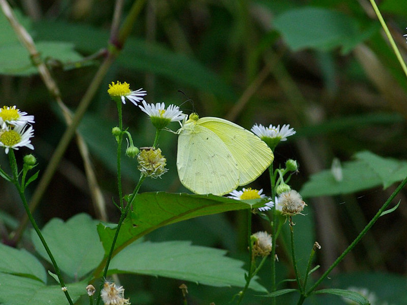 キタキチョウ（赤坂公園 2009/08/02撮影）_f0204094_2041852.jpg