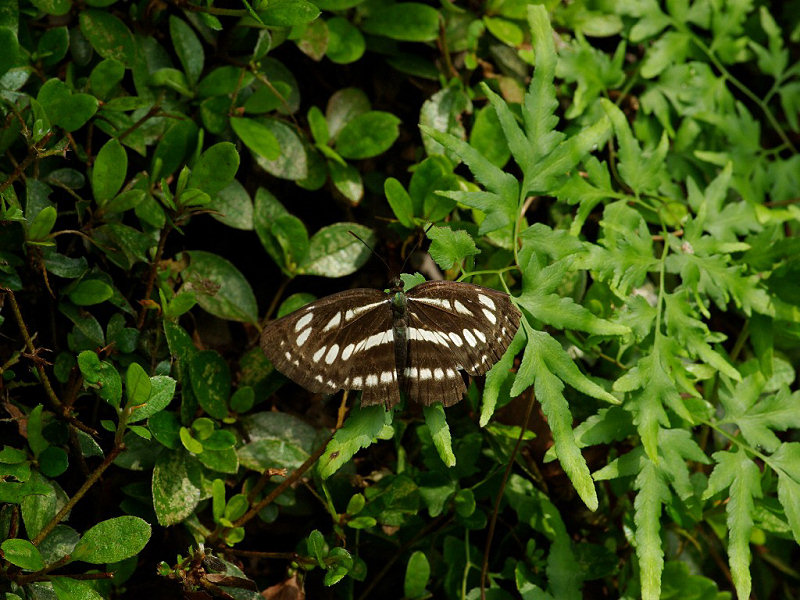 コミスジ（赤坂公園 2009/08/02撮影）_f0204094_21534498.jpg