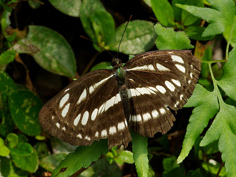 コミスジ（赤坂公園 2009/08/02撮影）_f0204094_2154035.jpg