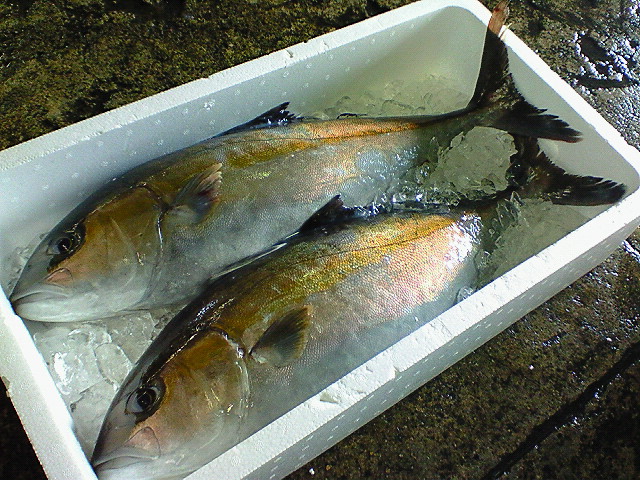 カンパチ 玉島魚市場 お魚情報