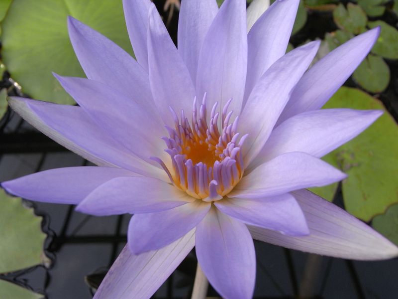 植物園の温室_c0025115_2010876.jpg