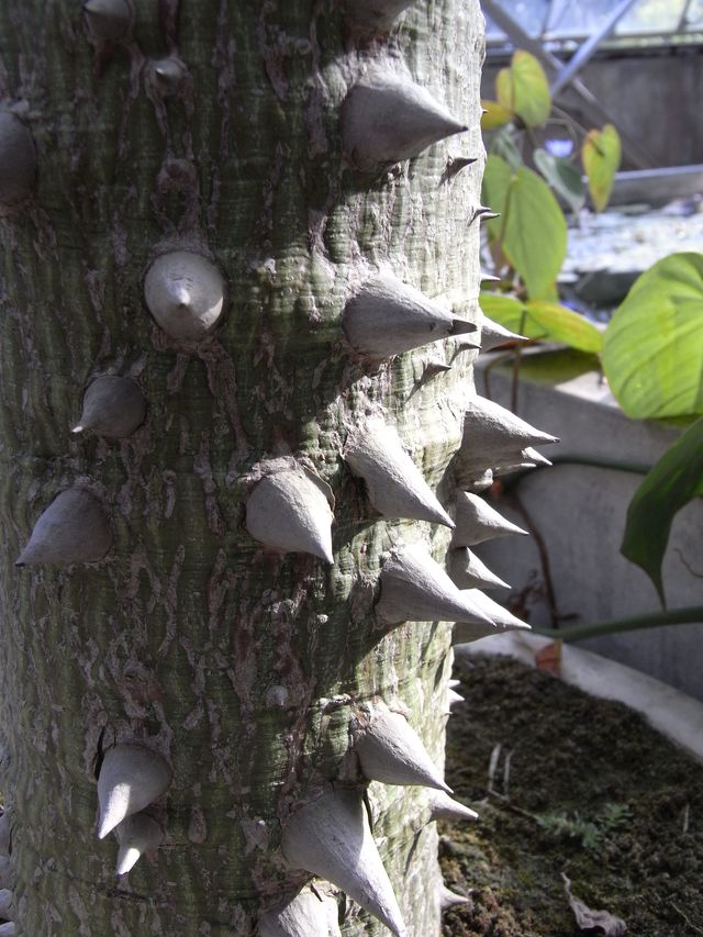植物園の温室_c0025115_2093918.jpg