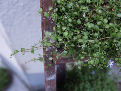 広島の素敵なお花屋さん日記　続き_e0157421_20342581.jpg