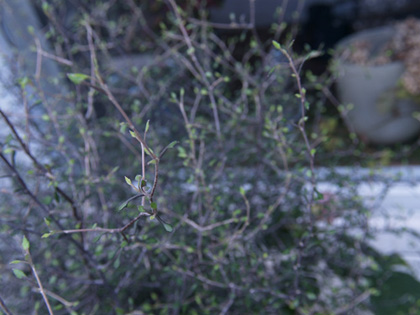 広島の素敵なお花屋さん日記　続き_e0157421_2040720.jpg