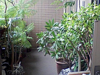 f0050523_6203497.jpg