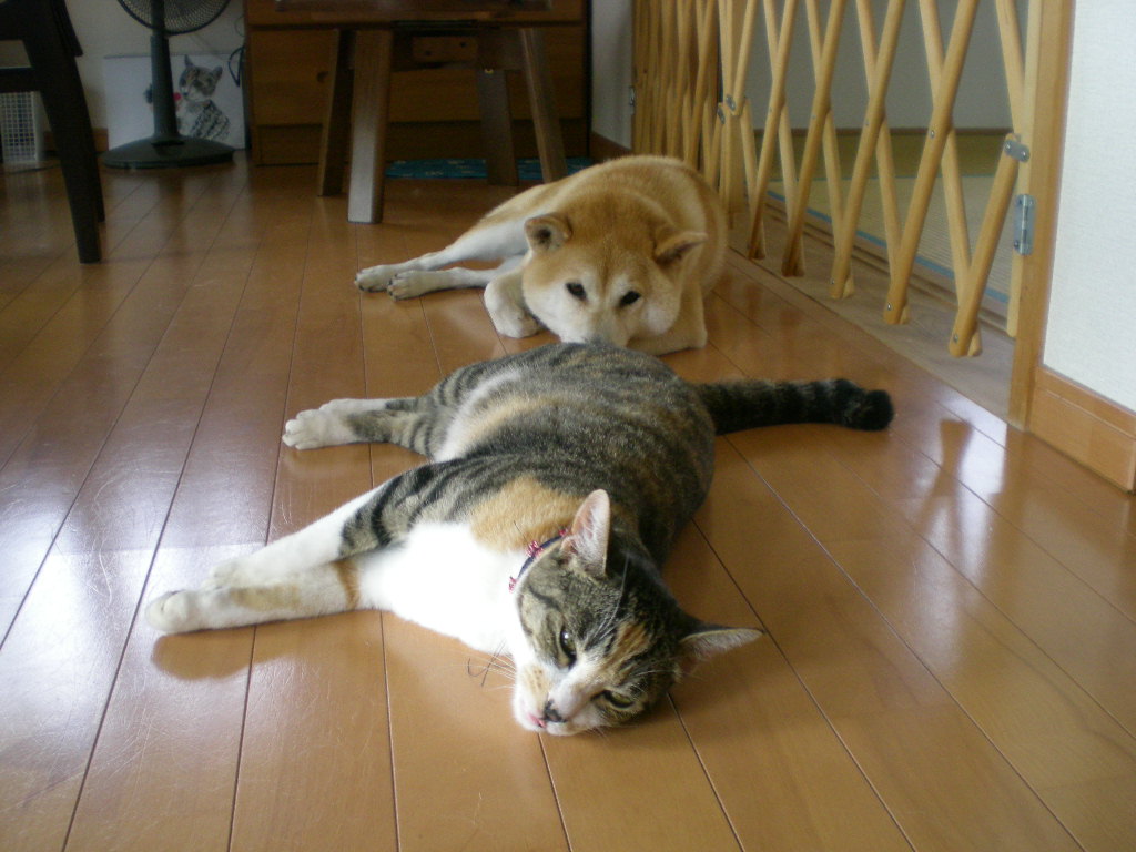 2008年8月7日(金)かっぱ橋でmiwaさんとデート!_f0060461_14123063.jpg