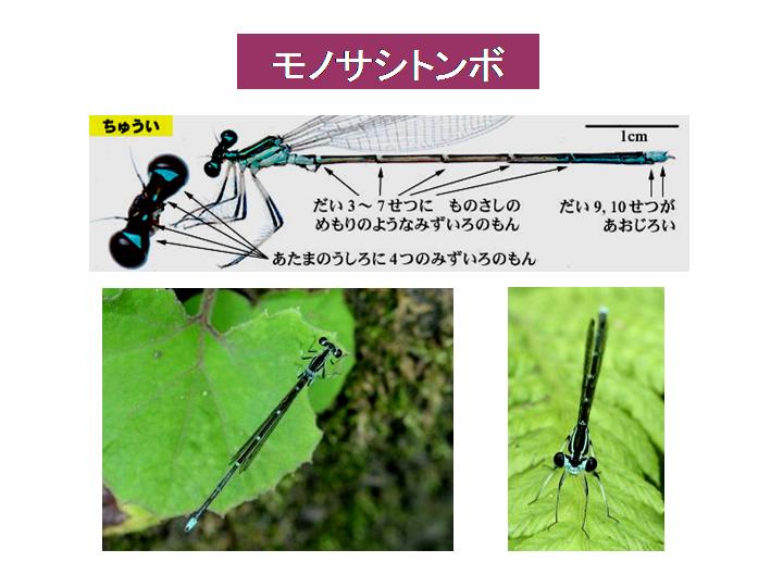 富山のトンボ