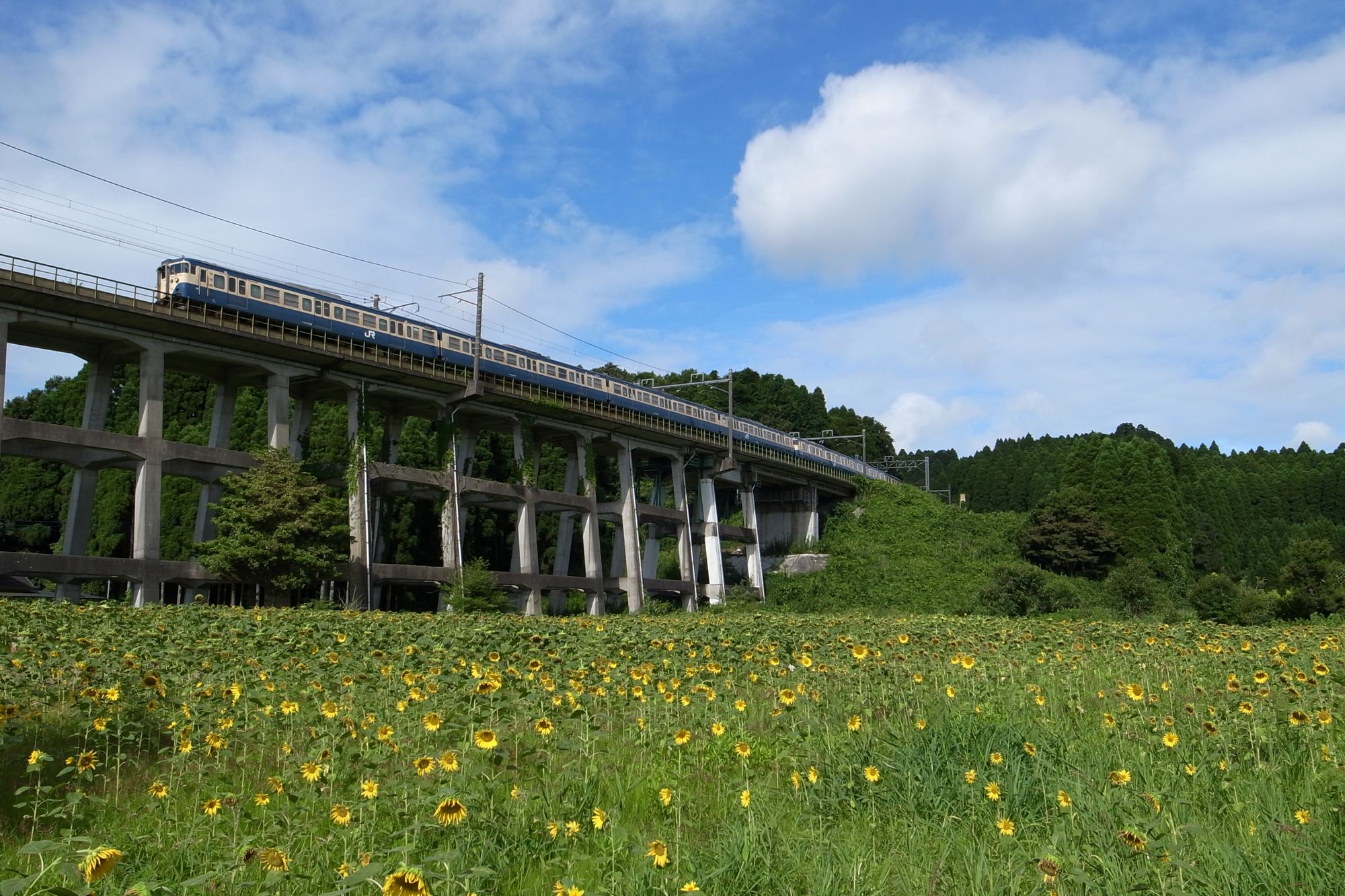 今年は粘る_e0071178_2092415.jpg