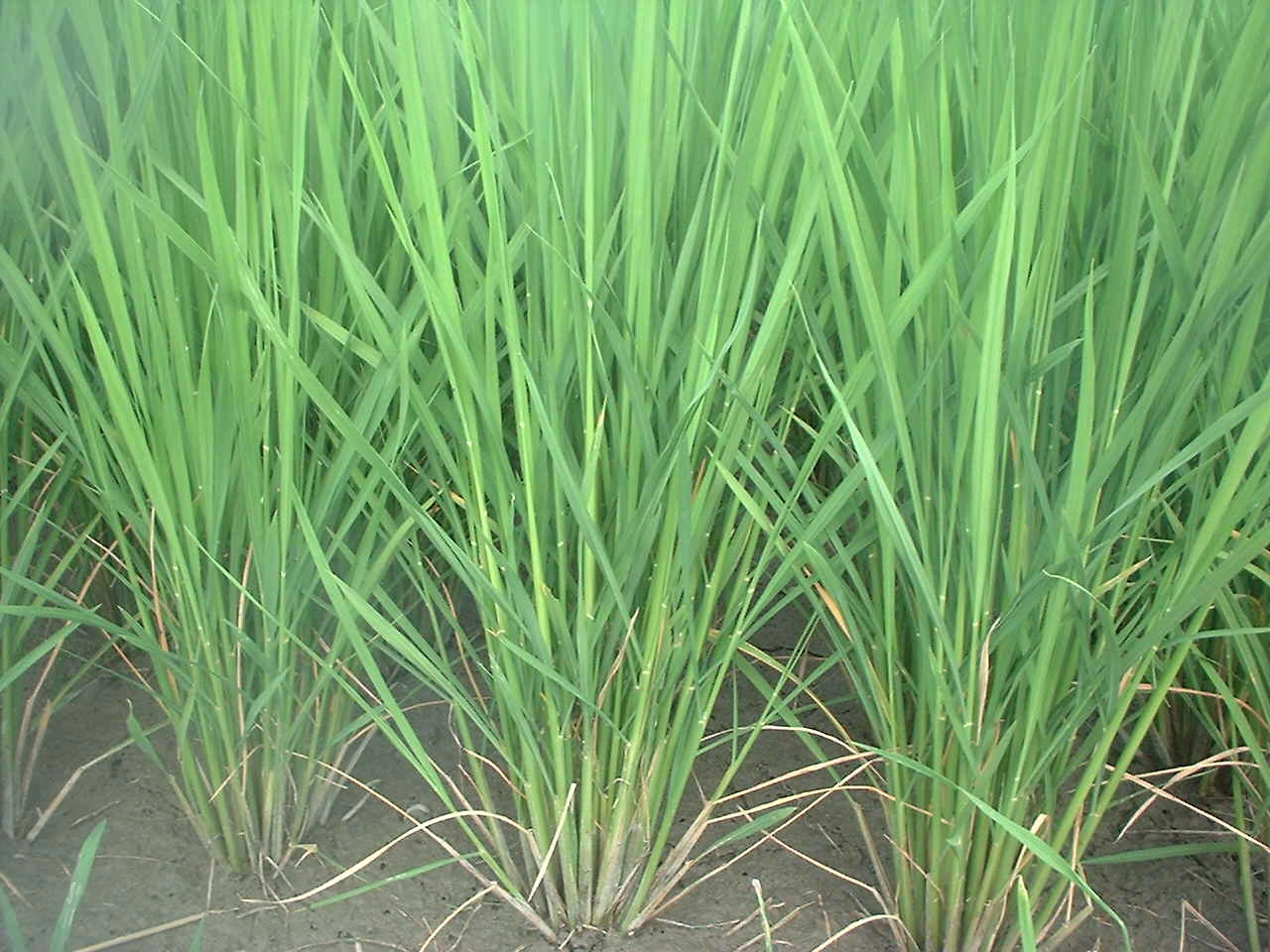 出穂2週間前 田圃に遊ぶ・・・ 出穂2週間前 田圃に遊ぶ・・・