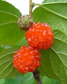 楮紙(こうぞがみ) (江戸の技)_c0187004_20493256.jpg