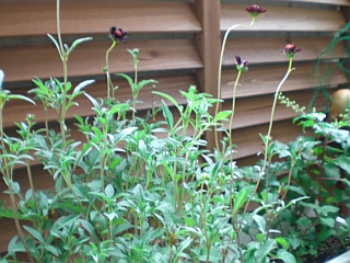d0131207_18394314.jpg
