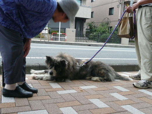 　　　　　　　　　　朝のお散歩仲間♪＆　おうちプール＆マイル君ちの弟♪_c0097309_1193742.jpg