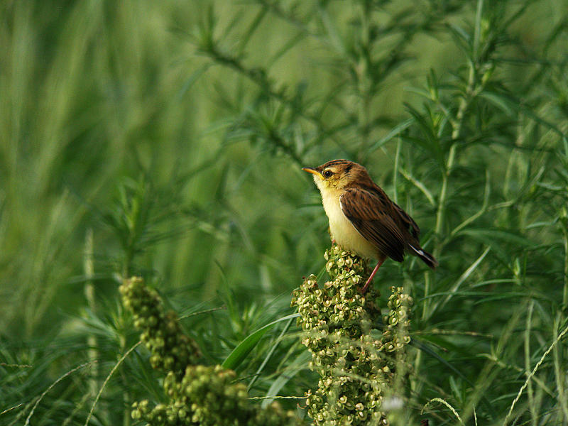 セッカ幼鳥_f0051915_7512042.jpg