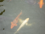 b0156324_1543215.jpg