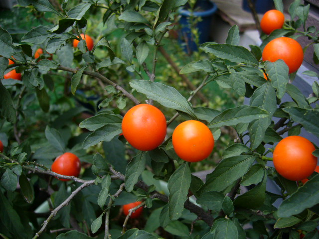 d0000324_11343166.jpg