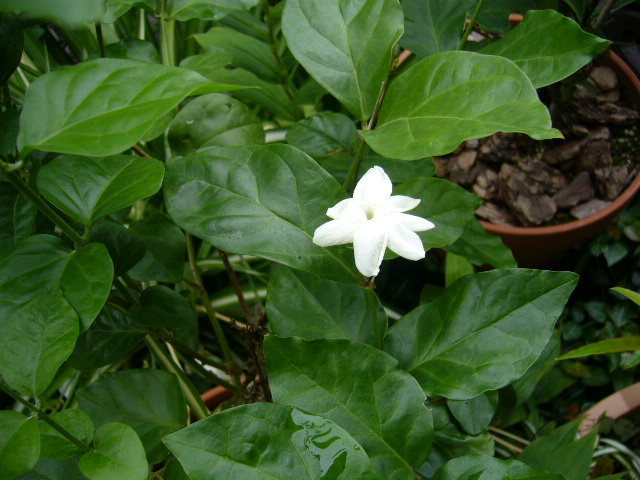 d0000324_11382986.jpg