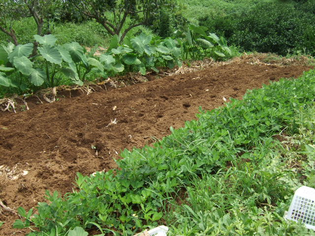 b0137932_541738.jpg