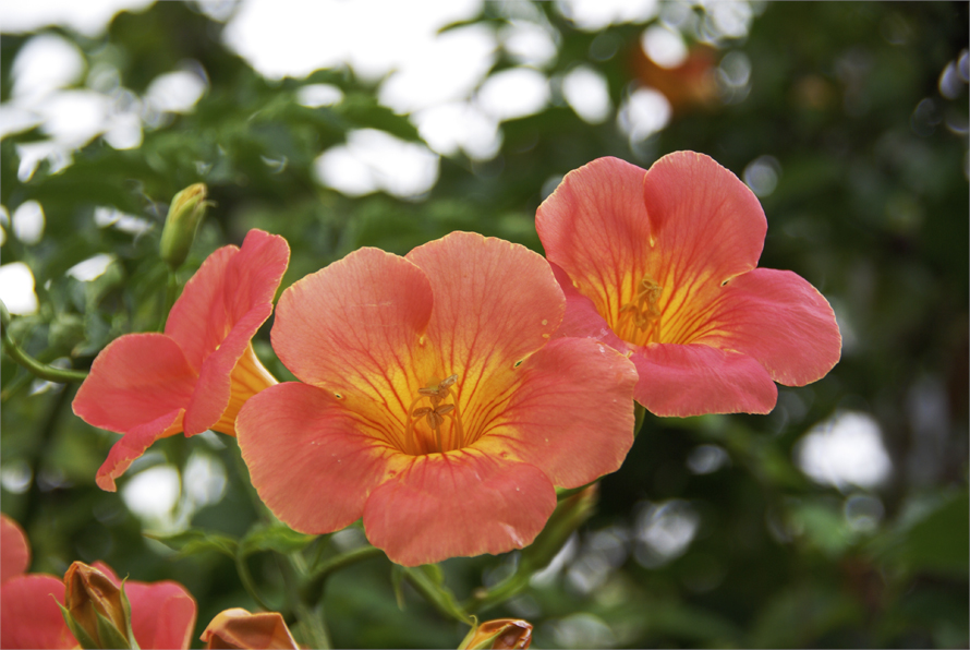 ■■綺麗な花には毒がある・・・・ノウゼンカズラ■■_a0133250_20331535.jpg