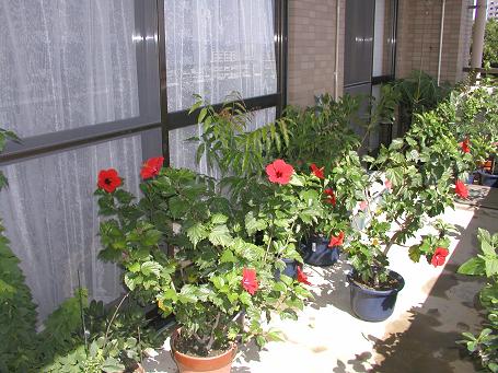 c0180460_3245869.jpg
