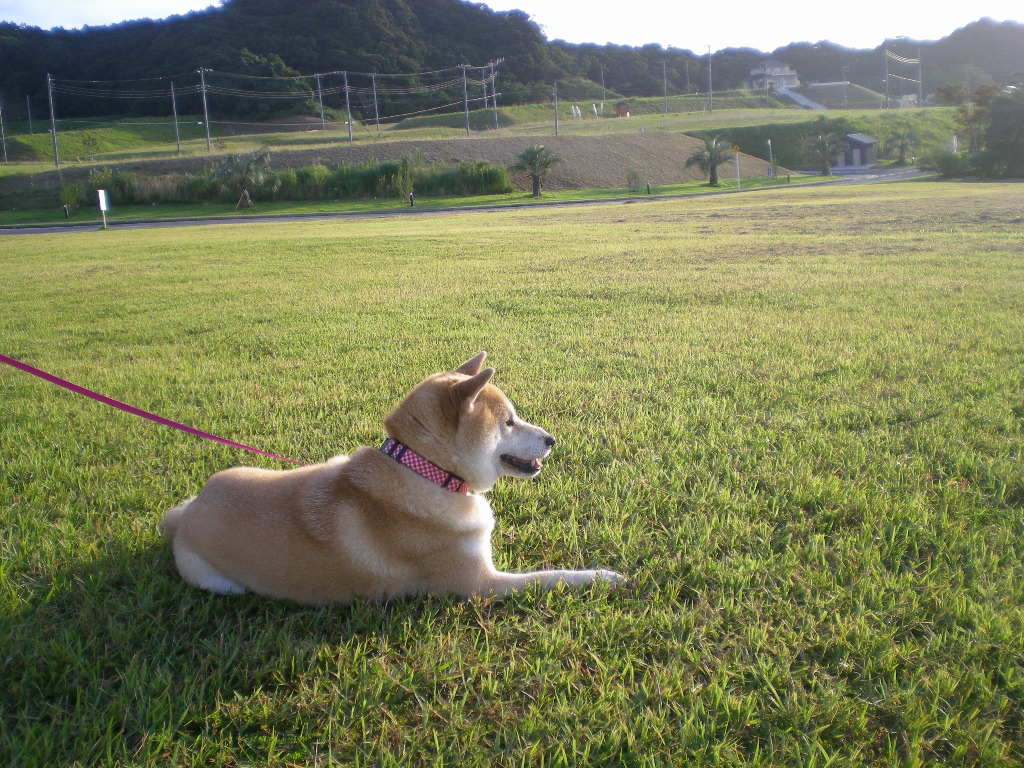 2009年8月8日亜熱帯な日!_f0060461_9254541.jpg