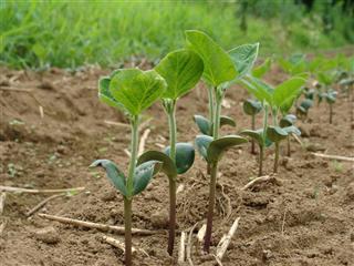 大豆の成長記録 Organicfarm暮らしの実験室のおーがにっくな日々