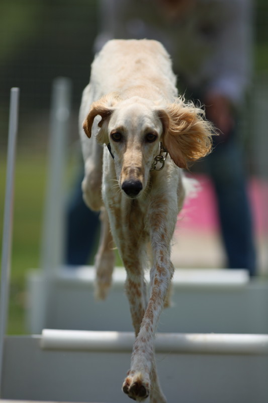 フライボール しゅっぽっぽの犬写真館