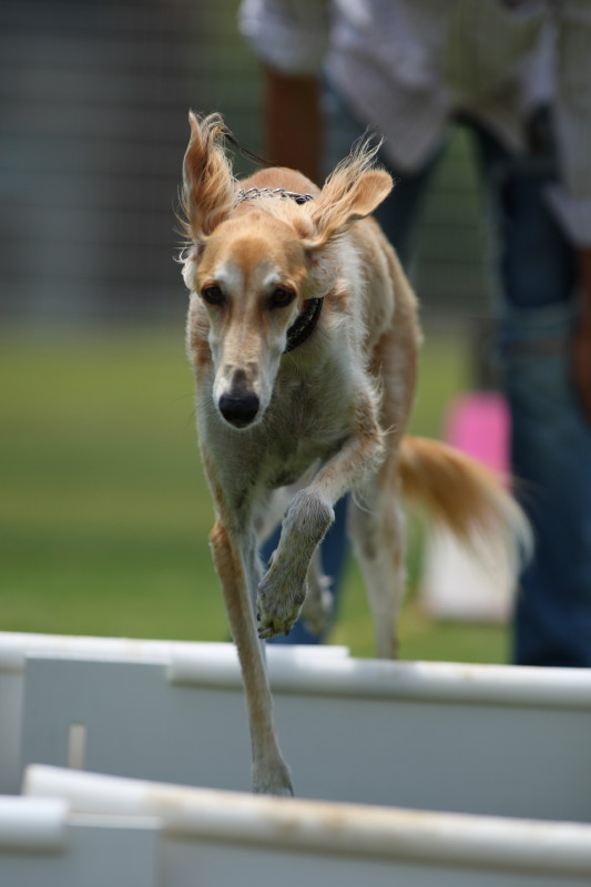 フライボール しゅっぽっぽの犬写真館
