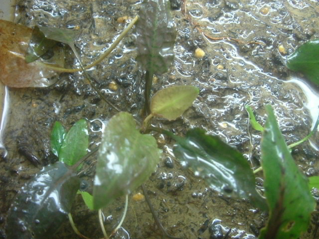 a0067578_995039.jpg