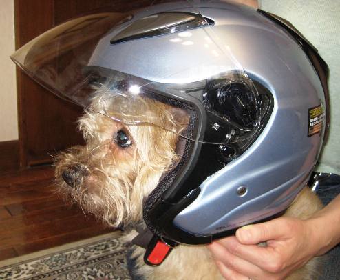 織機 名目上の 追い越す バイク 犬 ヘルメット Aulatec Org