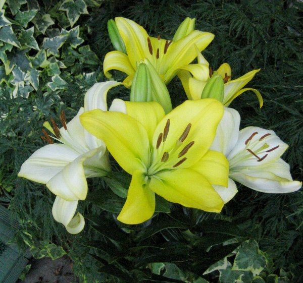 百合黄系MIX（造花）（切子花瓶付）（含３６輪付）・光触媒・約高100×幅75