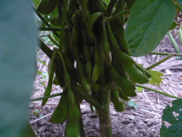 d0131505_0461431.jpg