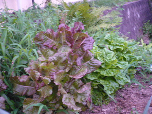 d0131505_048147.jpg