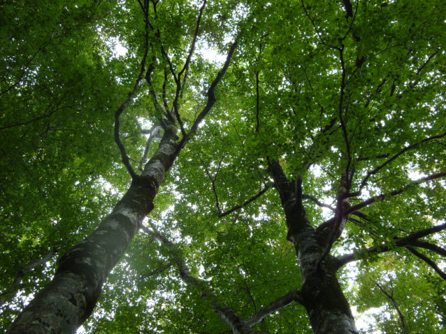 e0175905_17182022.jpg