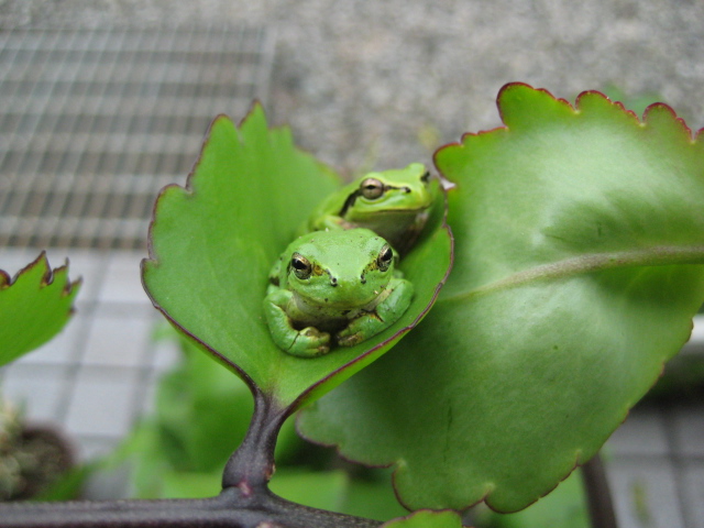 ひと休み_b0093221_2225325.jpg