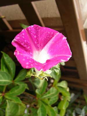 c0038434_15403075.jpg