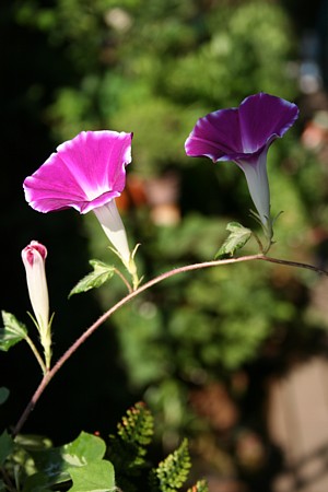 c0038434_1541363.jpg