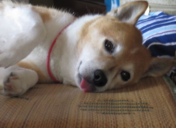 うーらーめーしーや おおすみスローらいふ うーらーめーしーや おおすみスローらいふ