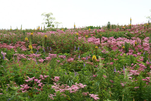 伊吹山のお花畑を愛する人たち_d0055236_1182490.jpg