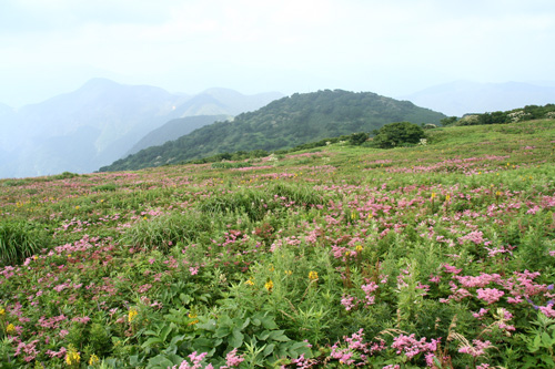 伊吹山のお花畑を愛する人たち_d0055236_1191878.jpg