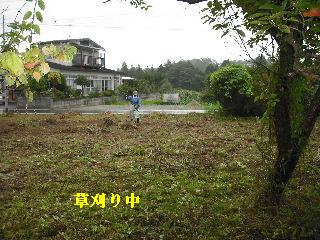 タイトルは植木剪定ですが・・・草刈り・竹伐採_f0031037_20233850.jpg