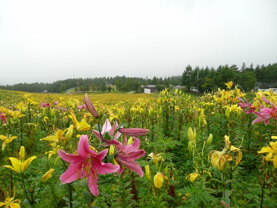 c0147241_1895889.jpg