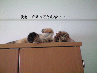 f0116546_032713.gif