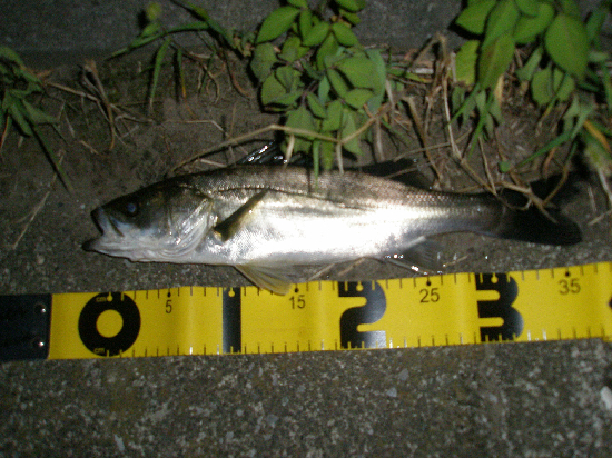 f0150151_2251576.jpg