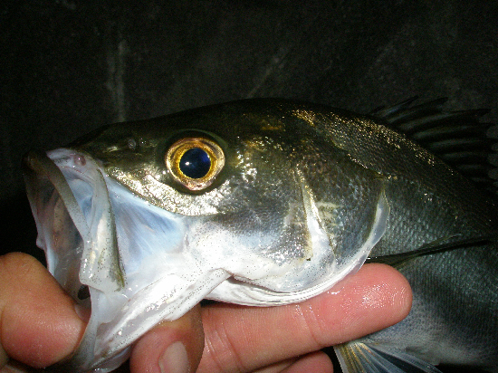 f0150151_2252550.jpg