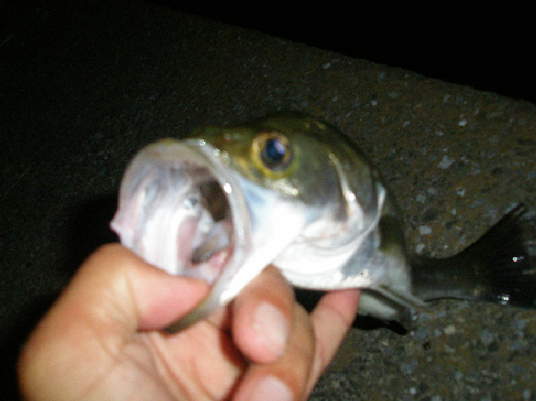 f0150151_2254911.jpg