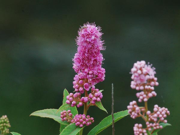 c0045352_1645976.jpg